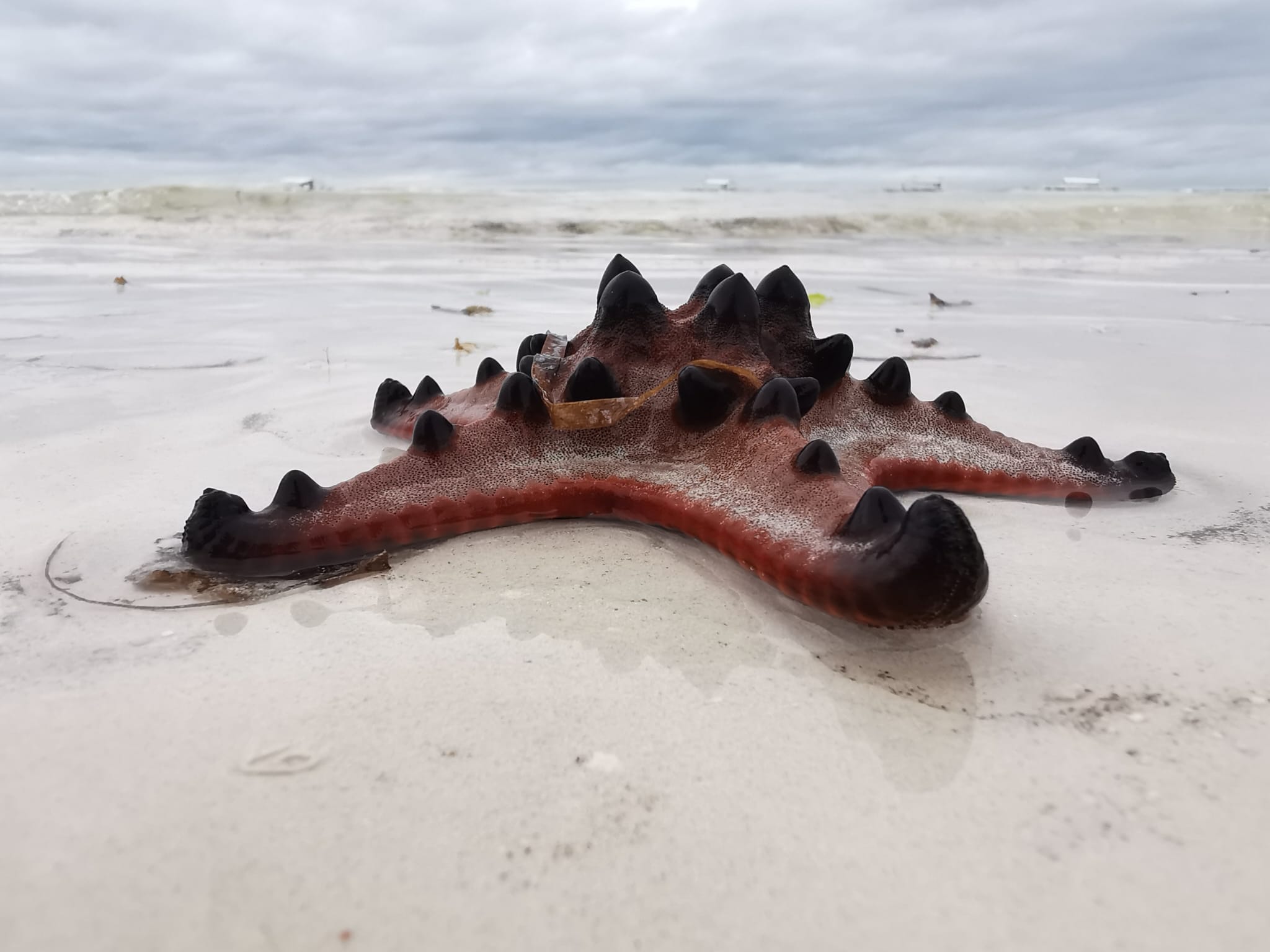 Bohol Beach Club Filippines Bohol